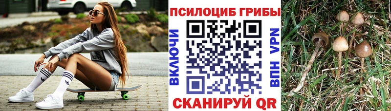 MEGA маркетплейс  даркнет сайт  Снежногорск  Галлюциногенные грибы Psilocybe 
